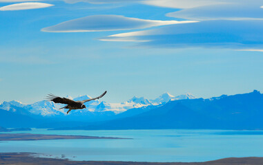 Condor flies above Argentina lake in Calafate 