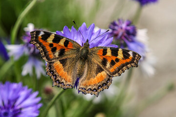 Schmetterling