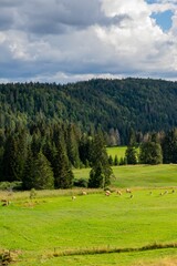 landscape with flock of aubrac cows