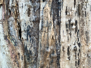 Rough wood background. Tree trunk.