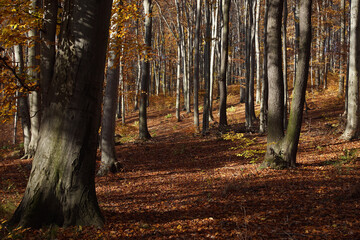 Autumn old beech forest on a sunny october day. Fall season beech forest landscape.