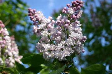 lilac flowers in the garden