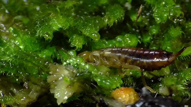 Ohrwurm ( (Dermaptera)  am Waldboden