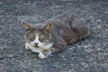 地面にねそべる猫