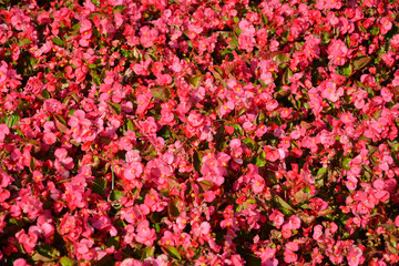 groups of small red flowers blossoms in sunny day in the garden