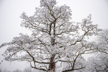 Leipzig, Germany, 01-23-2017, a tree in winter with snow