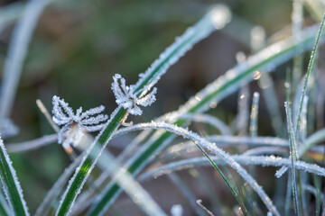 Green grass in frost. Beautiful bright background of the first morning frosts. Macrophotography of icicles of frost on leaves. Concept of the arrival of winter and the first frosts. Copy space