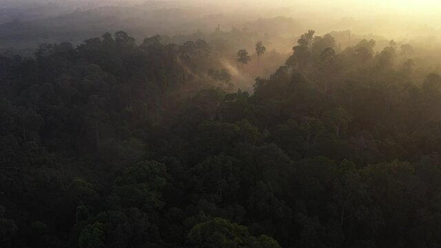 Aerial view of rainforest. Jungle rain forest and clouds