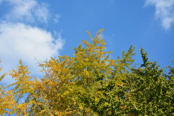 half green and half yellow of Ginkgo biloba tree in sunny day