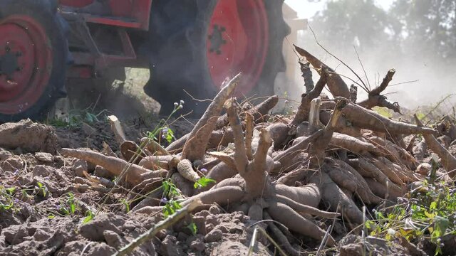 A pile of cassava tubers, farmers are harvesting cassava, tractor