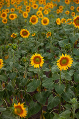 vertical photo. summer time. field of sunflowers.
