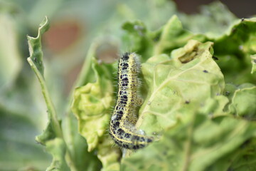 Raupe des Kohlweißlings