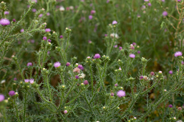 large horizontal photo. summer time. garden weed. plant with a large number of small thorns. flowering weeds. a field of blooming purple thistles.
