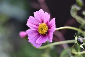 Obraz premium Blühendes Schmuckkörbchen