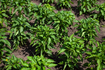 summer time. green pepper. bushes of garden bell pepper. evenly planted pepper trees. sunny day.