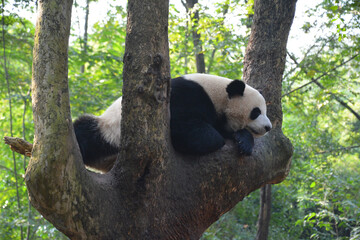 Fototapeta premium a giant panda take snap on the tree in sunny afternoon