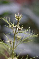 Obraz premium Schmuckkörbchen - Knospen