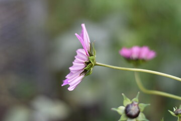 Blühendes Schmuckkörbchen