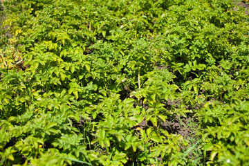 Fototapeta premium horizontal photo. summer time. sunny day. potato field. field of green foliage of potatoes. Bushes of potatoes without fruits. cultivated plants.
