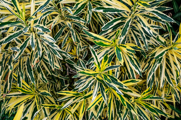 The texture of the yellow-green variegated leaves of the plant Nerium oleander Variegata. Beautiful...