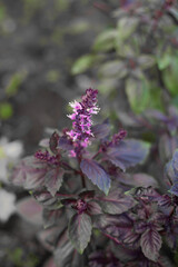 large vertical photo. Nature. Ecology. Spring time. Background. Environment. cultivated plants. Purple basil. Blooming basil. Harvest. Seasoning.