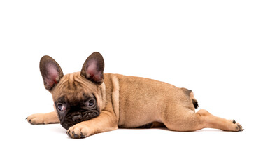 Franse Bulldog-puppy. Schattige kleine pup.