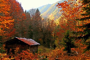 The hut in the forest in the fabulous autumn of Svaneti