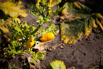 Obraz premium summer time. a large bush of zucchini. sick plant. Leaves eaten by aphids. Garden pests. Vegetable virus. Small ugly yellow zucchini.
