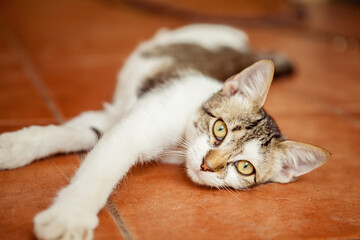 Naklejka na ściany i meble Sweet tabby Cat Lying on the floor stretching