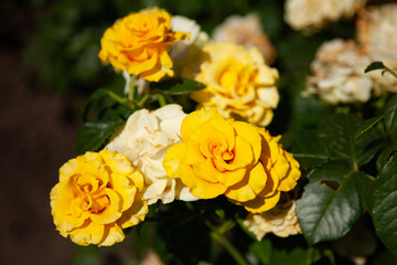 summer time. bush of yellow roses. garden roses. old and fresh flowers on one branch.