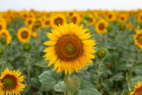 large horizontal photo. Nature. Ecology. Summer time. Environment. Cultivated plants. A large clear sunflower against the background of a field of small sunflowers. Future harvest of seeds and oil.