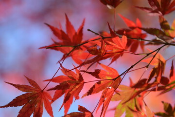紅葉