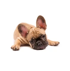Foto auf Acrylglas Französische Bulldogge Welpe der französischen Bulldogge. Süßer kleiner Welpe.