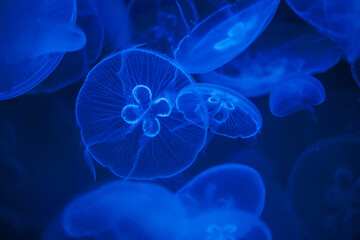 Jellyfish swimming in a blue sea
