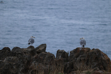 seagulls standing on some rocks looking at each other 