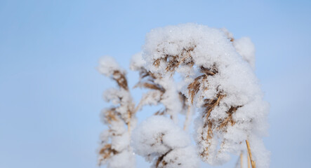 Snow-covered reeds against the blue sky