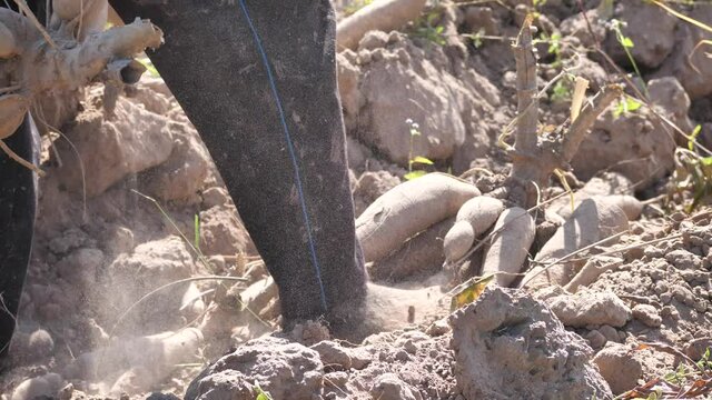 Farmers are harvesting cassava, cassava root.