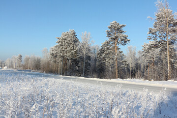 Automobile road among  snowy forest, Novosibirsk, Russia