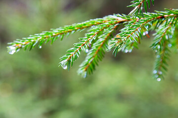 Spruce tree after the rain. A bright evergreen pine tree green needles branches with rain drops. Fir-tree with dew, conifer, spruce close up, blurred background. Autumn forest