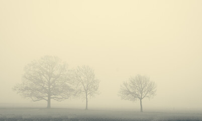 Three Bare Trees In Winter On A Misty Day In The Oxfordshire Landscape
