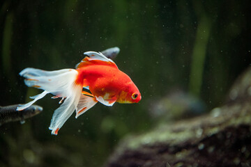 Red orange Fish Swimming in a fish tank