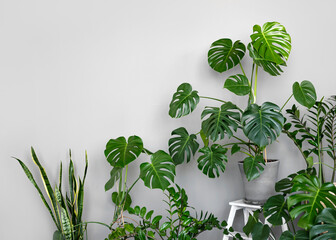 The stylish space is filled with many modern green plants with various pots. Modern home garden...