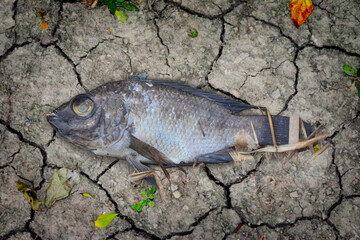  The carcasses of the fish are seen lying on cracked soil