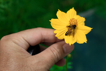 A man's hand holds a flower with bees eating nectar,Concept picture
