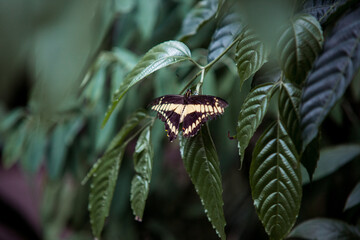 Butterfly sits on a flower