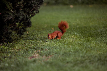 red squirrel loking for and eating nuts in a lawn