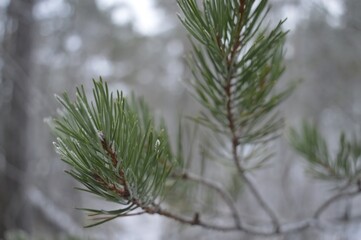 Tannenzapfen im Wald