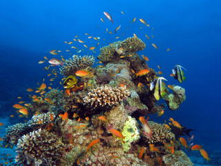 Fototapeta na wymiar Fish aggregating around a beautiful coral pinnacle in the Red Sea