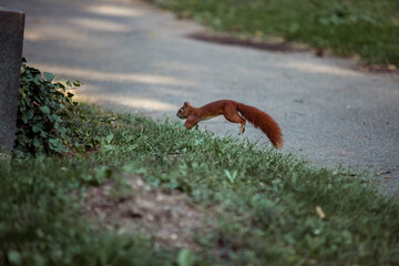 Squirrel Running through a lawn in a park