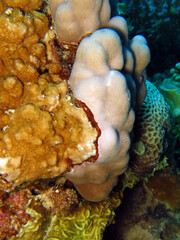 Two corals competing for space